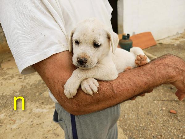🐾 ADONE, UN PICCOLO EROE IN CERCA DI AMORE 🐾 Foto 5